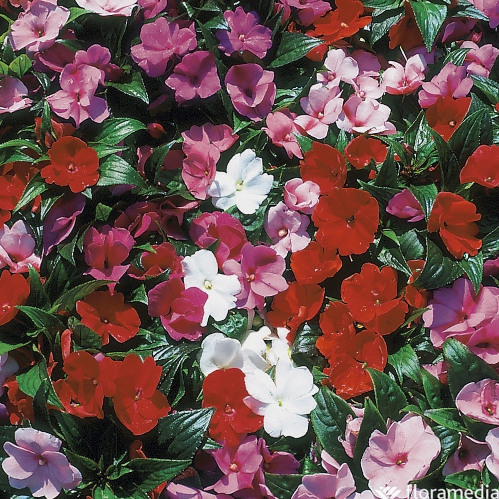 Impatiens de Nouvelle-GuinÃ©e: pot d.105cm