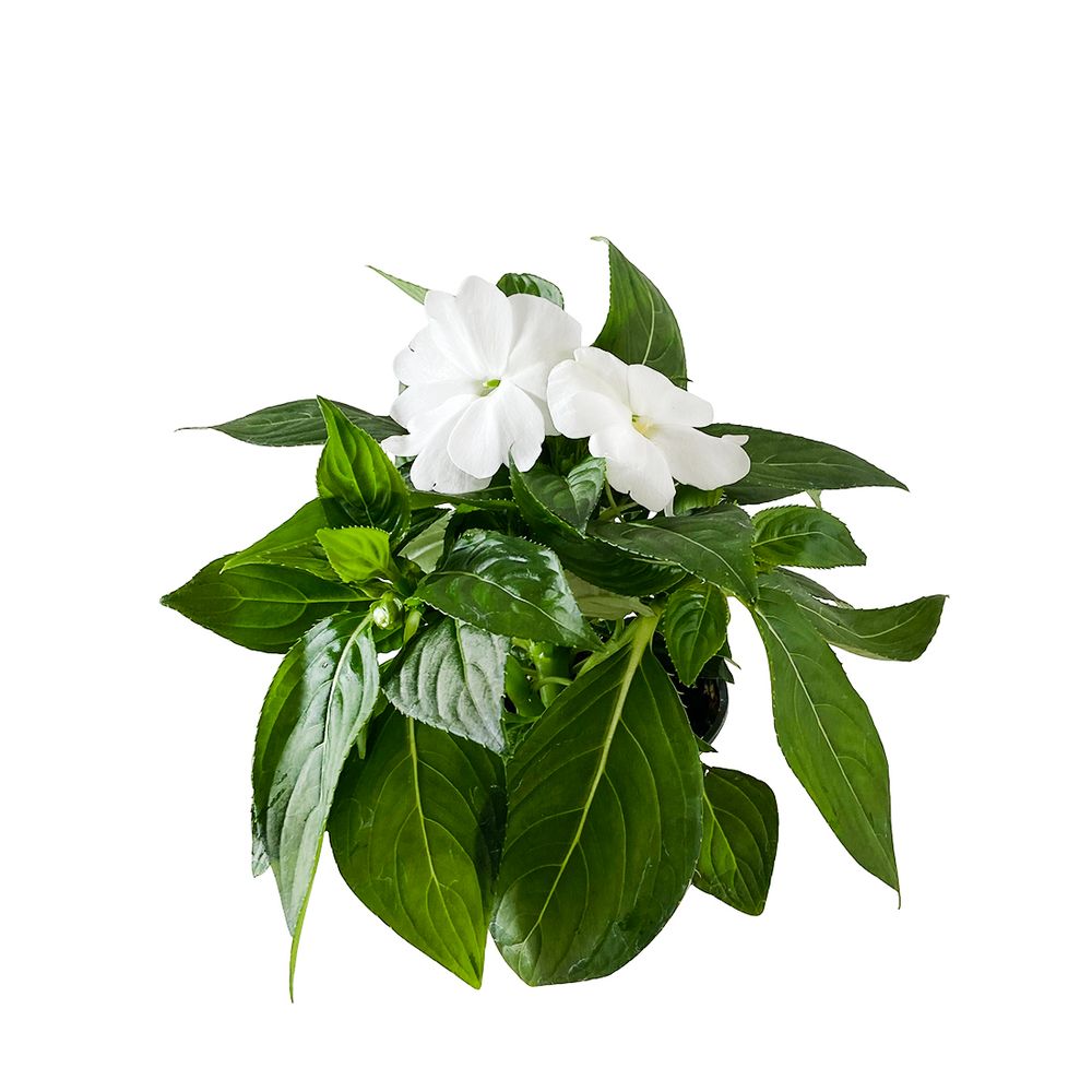 3 Plantes Impatiens De Nouvelle-Guinée - Pot 12 Cm, Fleurs Multicolores