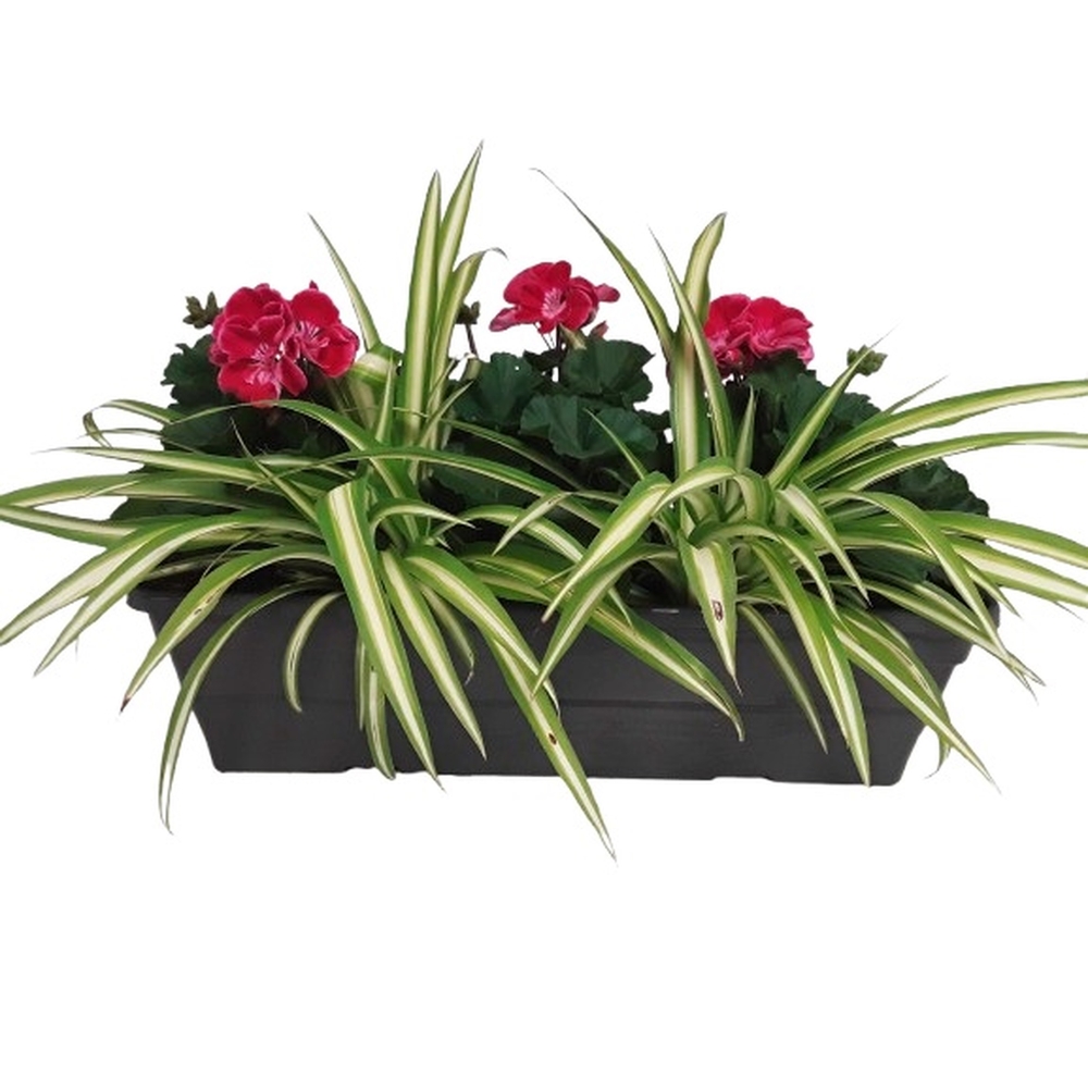 Géranium zonale + Chlorophytum : jardinière de 50cm - Coloris variable