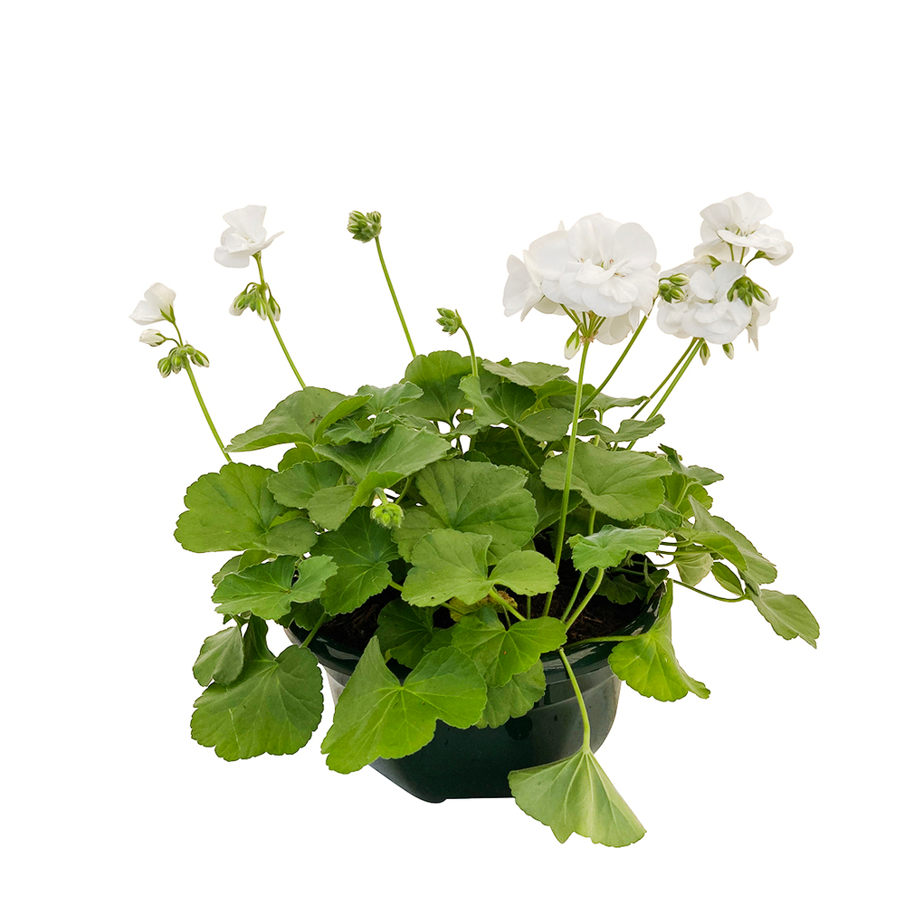 GÃ©ranium zonale : coupe D 27 cm