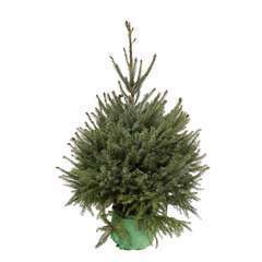 Sapin de Noël naturel Picea omorika : 100/150 cm - C.10 litres en pot