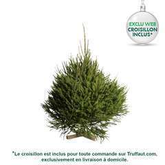 Sapin Picea excelsa : H.100/150 cm, coupÃ©