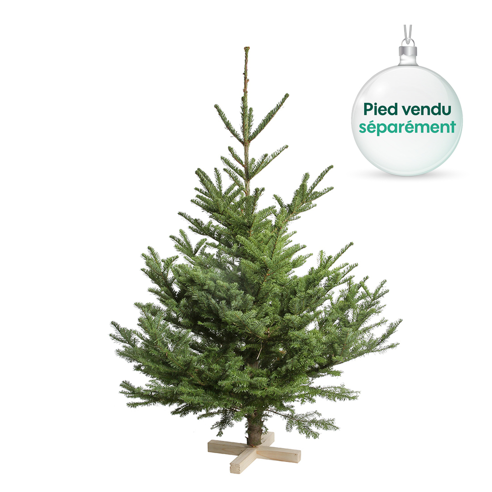 Sapin naturel Abies nobilis: coupÃ© 100/150cm