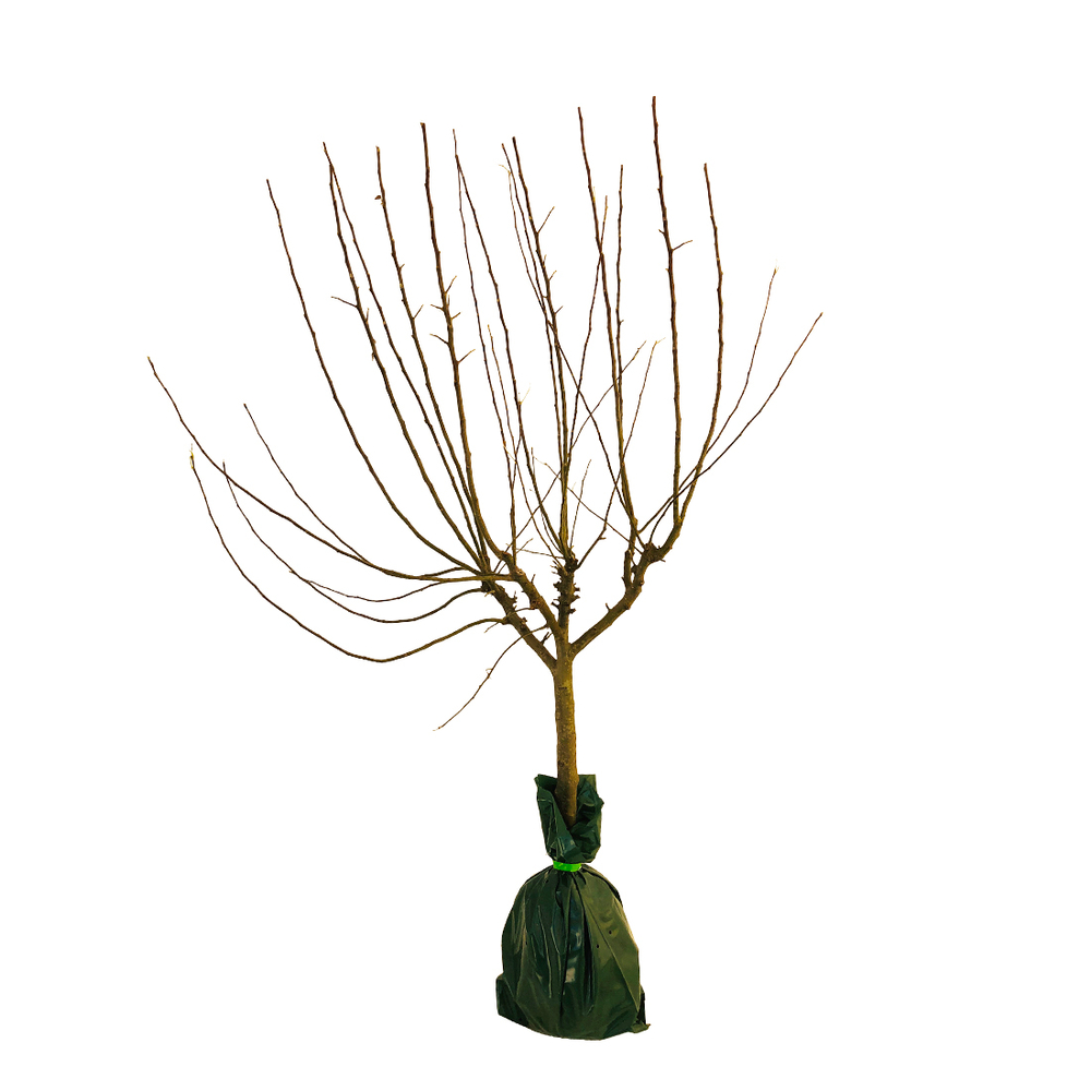 pommier rambour hiver gobelet PrÃªt Ã  planter