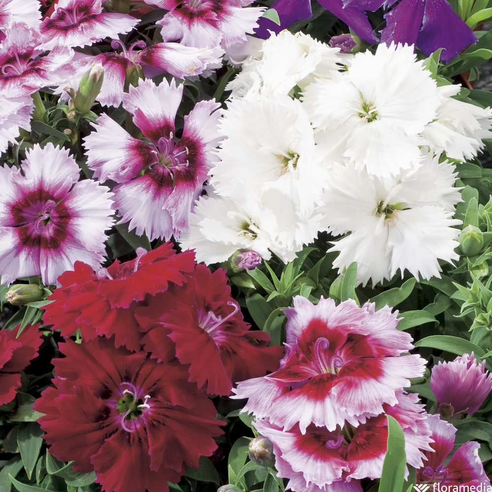 Oeillet de chine : barquette de 10 plants - Coloris variables