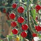 Plant de tomate cerise 'Sweet 100' F1 : pot de 0,5 litre