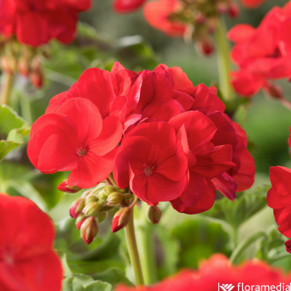 GERANIUM Z.C.L.VULCAN LR B6-(111398)