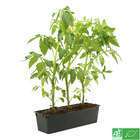 Plants de tomates 'Fournaise' F1 bio : barquette de 3 plants