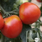 Plants de tomates 'Pyros' F1 bio : barquette de 3 plants