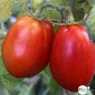 Plants de tomates 'Roma' F1 bio : barquette de 3 plants