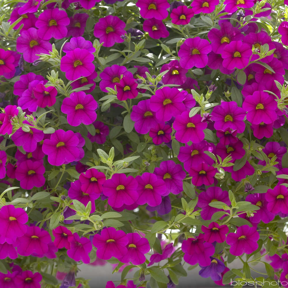 Pétunia Million Bells® : pot Ø 13 cm ou Ctr 1 litre