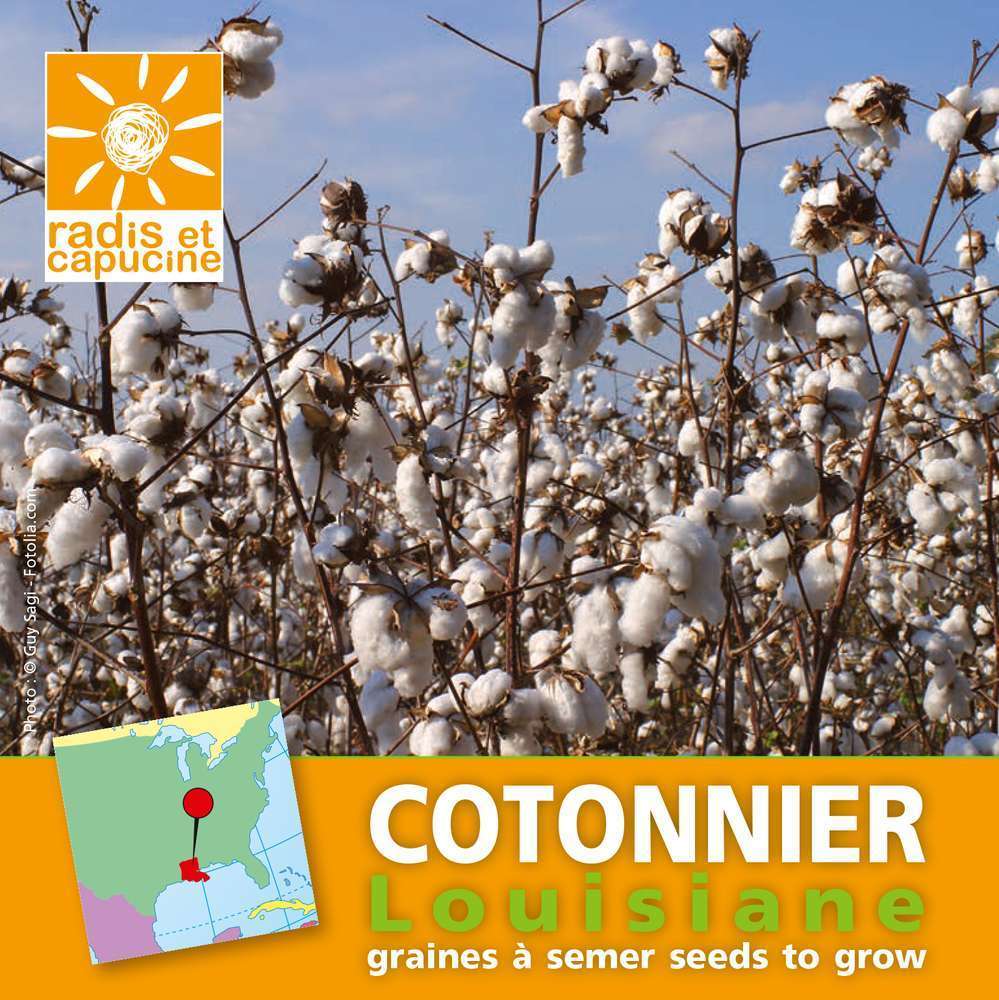 Graines du monde à semer Cotonnier