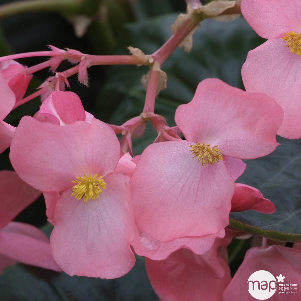 Bégonia Dragon Wing : pot Ø 17 cm