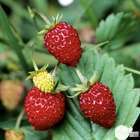 Plant de fraisier 'Fraise des Bois' : pot de 0,5 litre