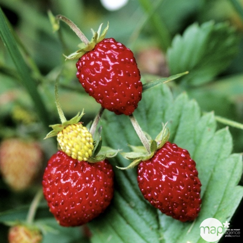 Plant de fraisier 'Fraise des Bois' : pot de 0,5 litre