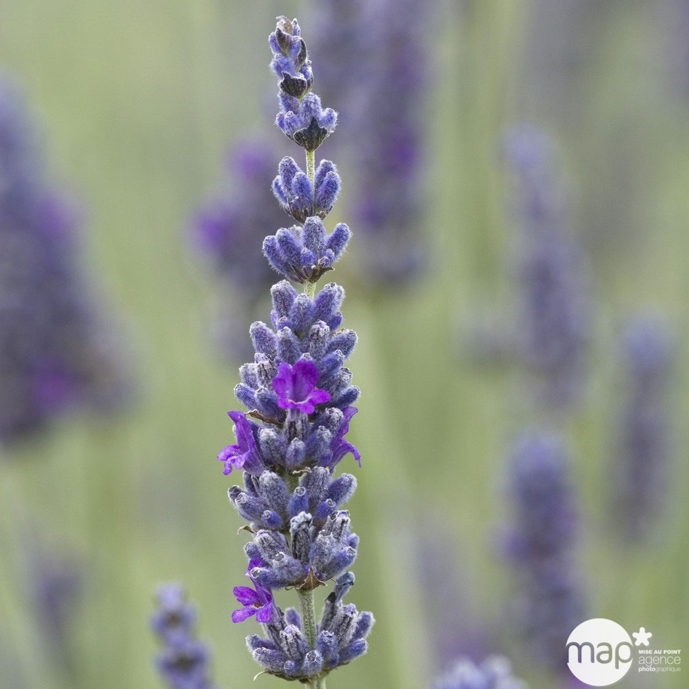 Plant de lavande : pot de 3 litres