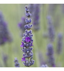 Plant de lavande : pot de 3 litres