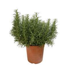 Plant de romarin : pot de 3 litres
