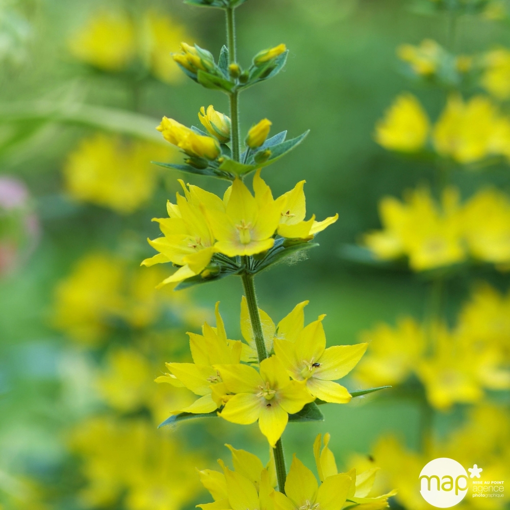 Lysimachia : pot Ø 10,5 cm