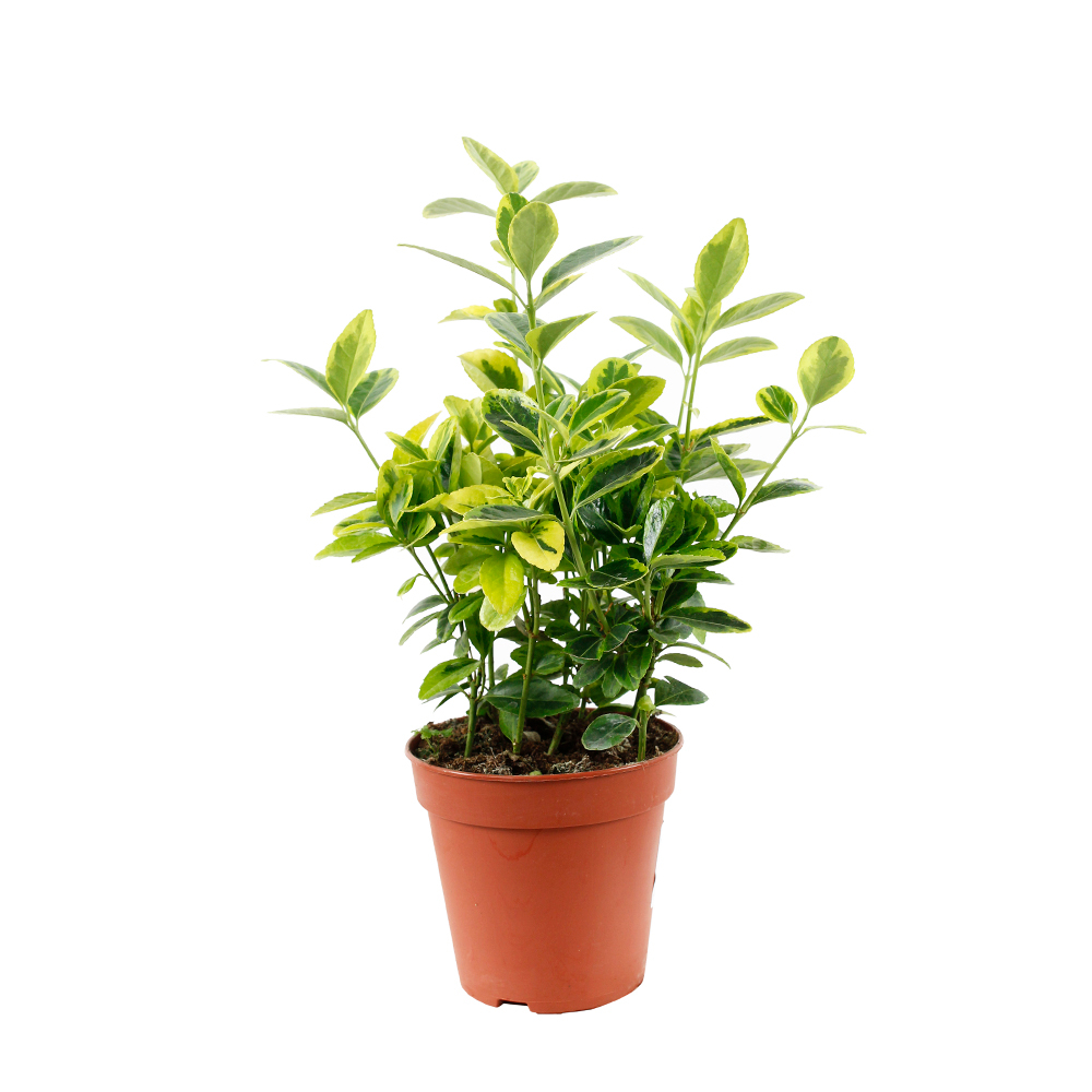Euonymus japonicus : pot d.14cm - Variétés variables