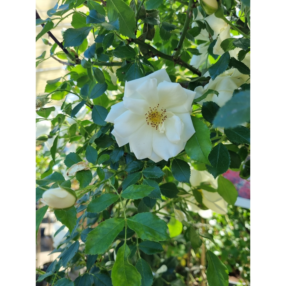 Rosier tige à Grandes fleurs - Pot 5L