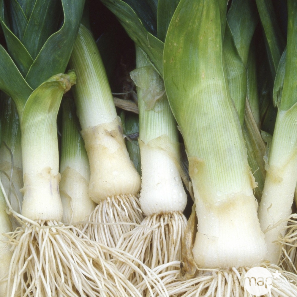 Plants de poireaux 'Portura' : pot de 1 litre