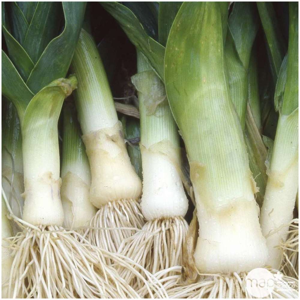 Plants de poireaux 'Portura' : botte de 50 plants