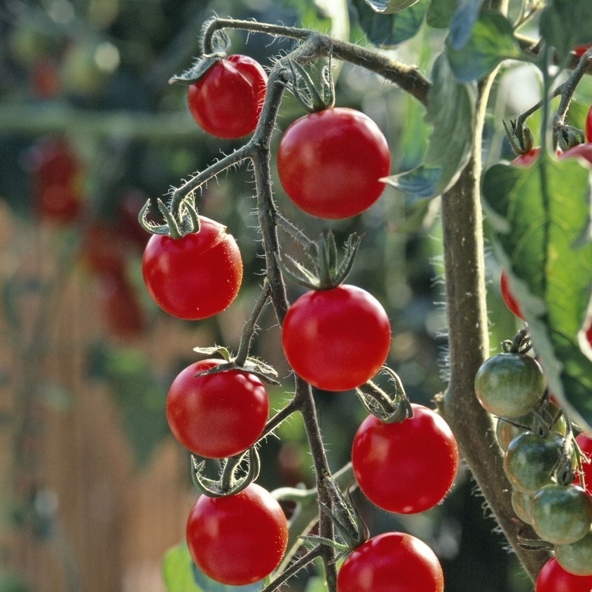 Plant de tomate cerise 'Sweet 100' F1 : pot de 1 litre