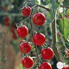 Plant de tomate cerise 'Sweet 100' F1 : pot de 1 litre