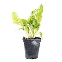 Plant de poirée verte : pot de 0,5 litre