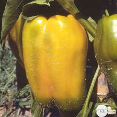 Plant de poivron jaune 'Gipsy' F1 : pot de 0,5 litre