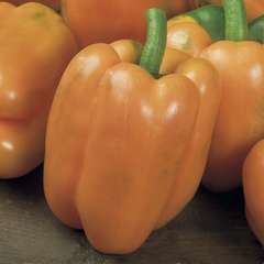 Plant de poivron orange 'Gourmet' F1 : pot de 0,5 litre