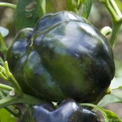 Plant de poivron violet 'Mavras' F1 : pot de 0,5 litre