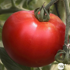 Plant de tomate 'Cobra' F1 : pot de 0,5 litre