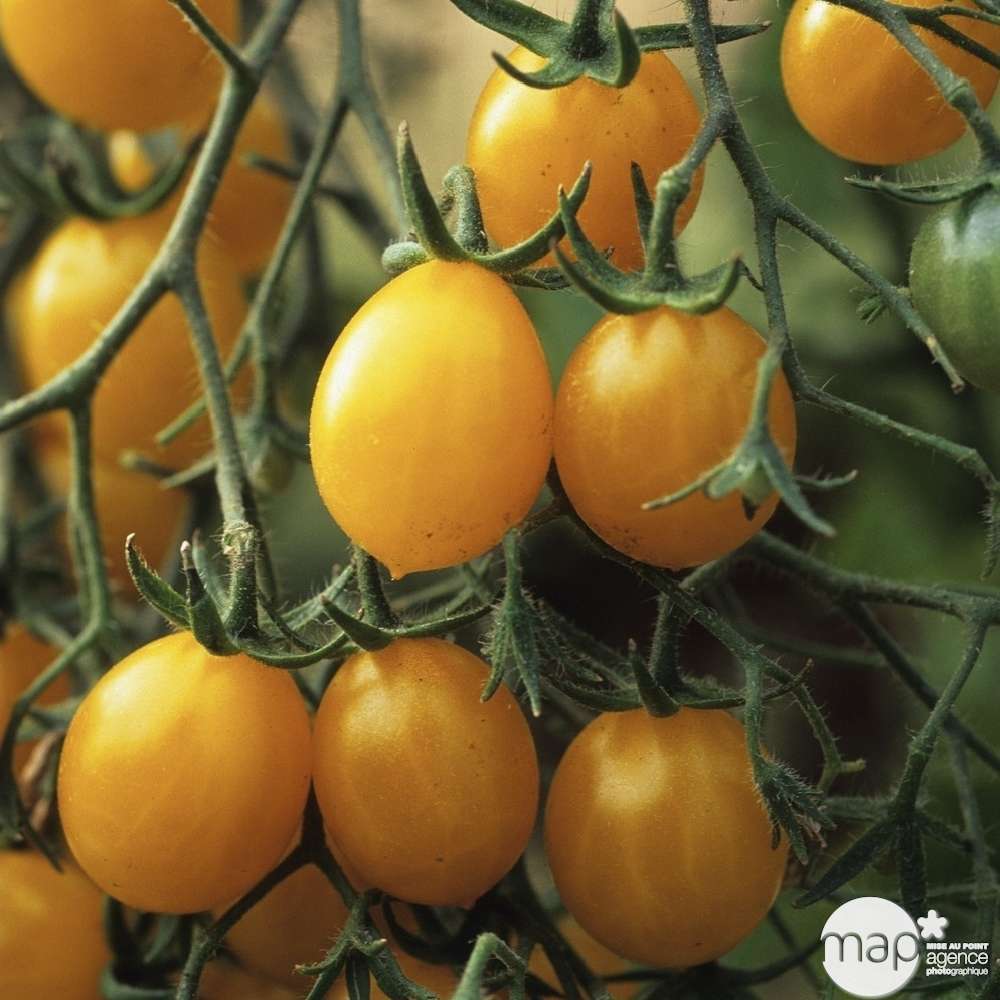 Plant de tomate 'Mirabelle' : pot de 0,5 litre