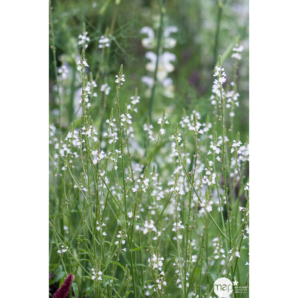 Verveine officinale : pot 0,5L
