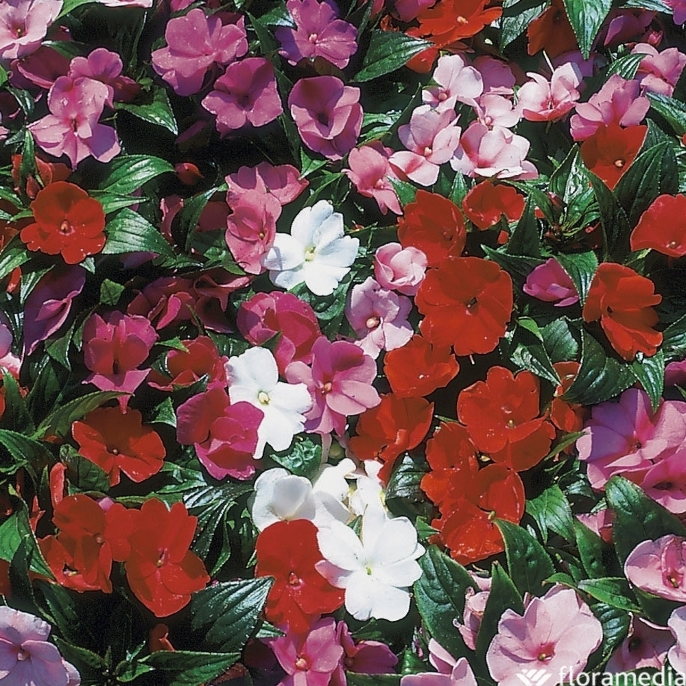 Impatiens de Nouvelle Guinée : pot D.13cm