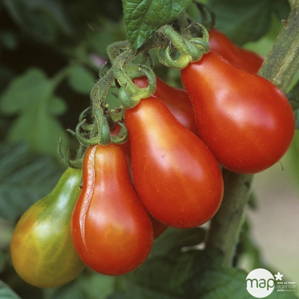 Plants de tomates poire Rouge F1 : barquette de 6 plants