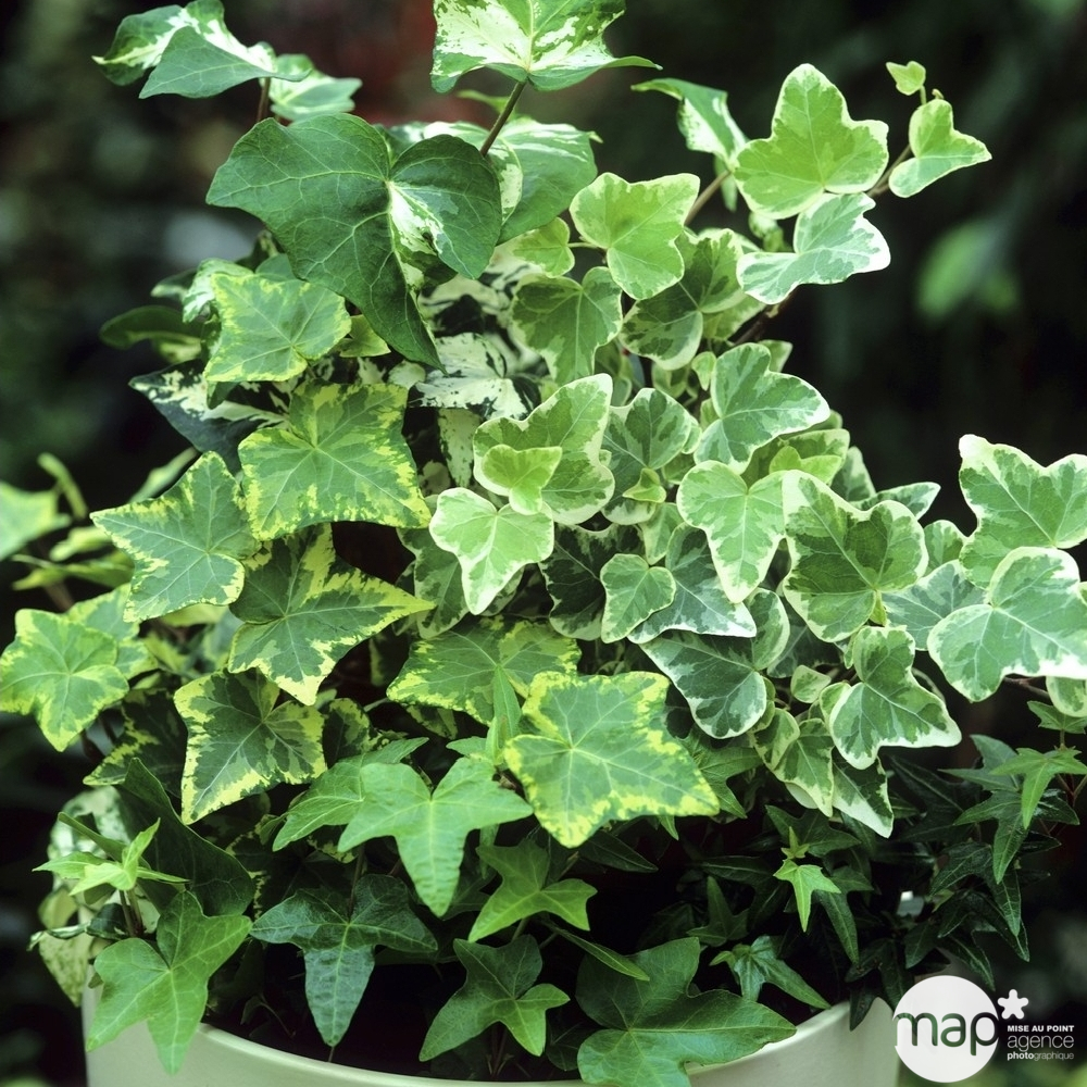 Lierre 'Hedera' - pot d.14 cm