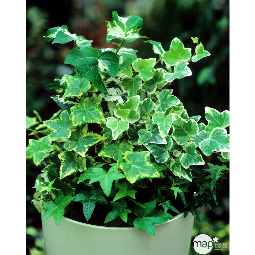 Lierre : plante Ø11cm pot