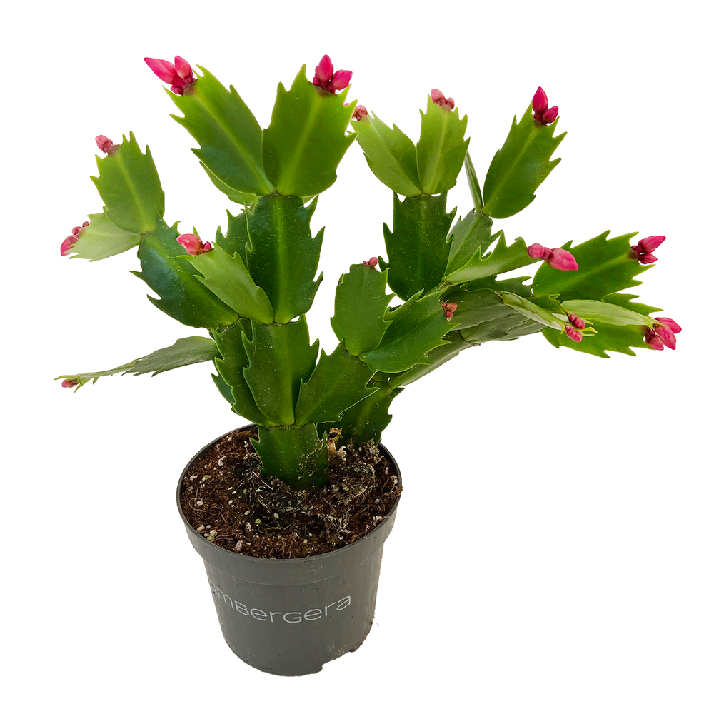 Cactus de Nol: Pot 9cm - Coloris variables | Truffaut