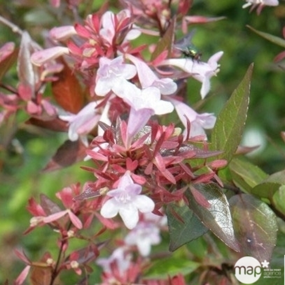 Abelia varié : pot 15 litres 