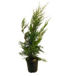 Cupressocyparis leylandii 2001: 80/100cm, 4L