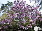 Magnolia soulangeana Rustica : pot de 50 L