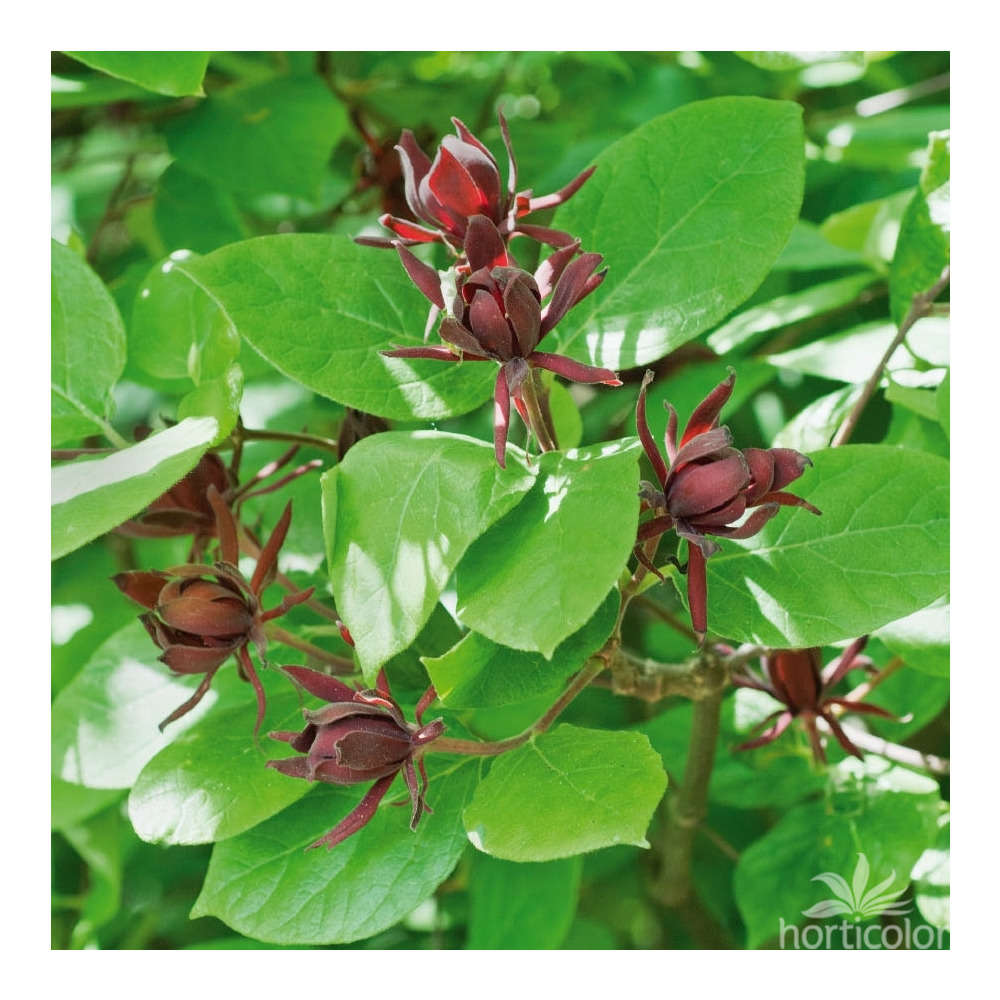 Calycanthus floridus : ctr 10 litres