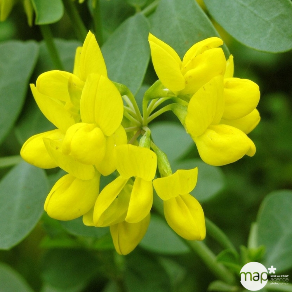 Coronilla glauca : ctr 4 litres