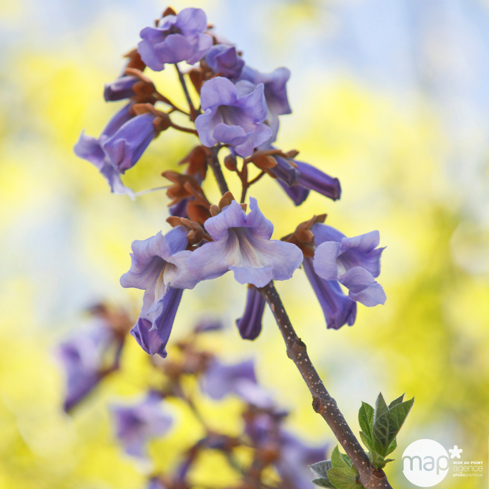 Paulownia tomentosa : ctr 15 litres.