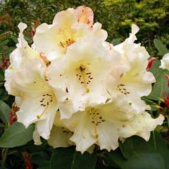Rhododendron hybride :  C15L H70/80cm - Variétés variables