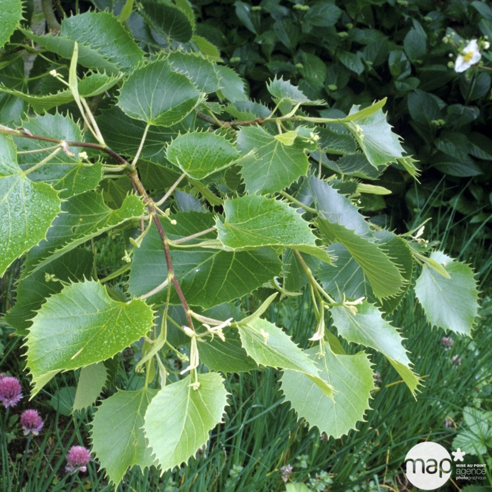 Tilleul henryana : ctr 15 litres