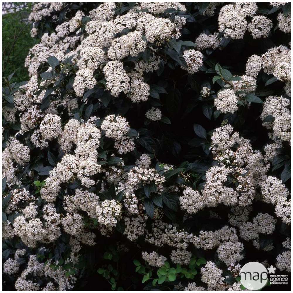 VIBURNUM TINUS C10L-(826525)